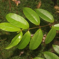 Strophanthus gratus (Wall. & Hook.) Baill.